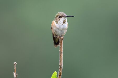 Female Allen's Hummingbird rest on a branchの写真素材