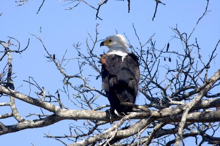 A regal Fish Eagle waits patiently in a tree top while watching for fish in South Africaの写真素材