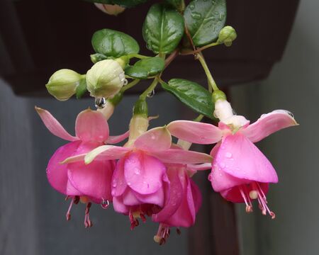 Gorgeous pink and white Fuchsia blossoms with rain dropsの写真素材