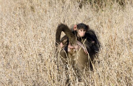 A young Chacma Baboon rides on his mother's back, clinging to her furの写真素材