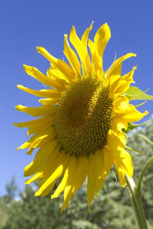 A majestic Sunflower reaches to the sky flush with colorの写真素材