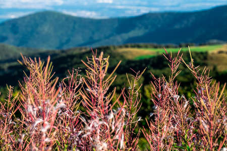 The summit of Grand Ballon, the highest mountain in Alsace, full of flowers in September