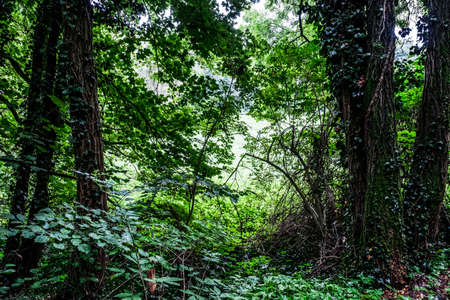 Nature park in Melhouse, Alsace FRanciaの写真素材