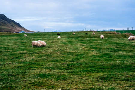 a meadow with sheep in Icelandの写真素材