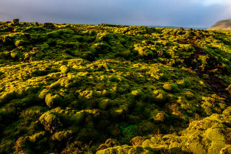 Eldhraun, Islaaandia, moss, wool, cover, green, volcanic, vastness, landscape, nature, travel,...