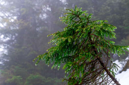Fog covers the highlands of the Black Forest in Germanyの写真素材