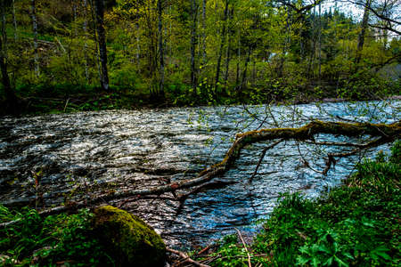 Forests, rivers and waterfalls throughout the Black Forest in Germany