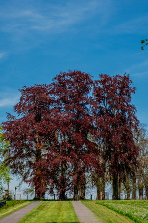 The forest surrounding Schloss Dyck in Germany