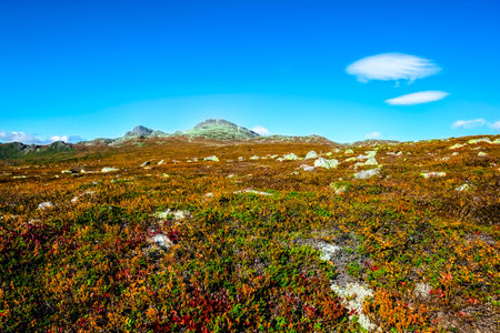 Hjartdal, in southern Norway, an area full of nature with spectacular forests, lakes and mountainsの写真素材