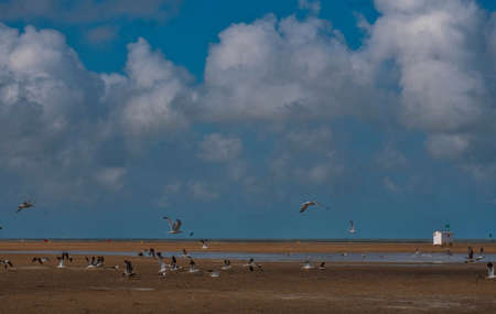 The beautiful long beach of Zeebrugge on the North Sea in Belgium in summerの写真素材