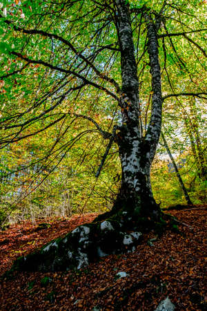 The Irati forest, in the Pyrenees Mountains of Navarra, in Spain, a spectacular beech forest in the month of Octoberの写真素材