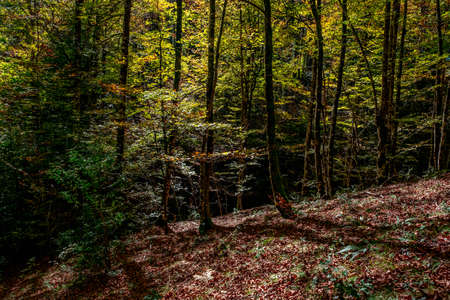 The Irati forest, in the Pyrenees Mountains of Navarra, in Spain, a spectacular beech forest in the month of Octoberの写真素材