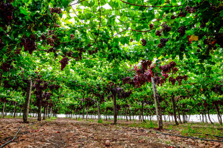 A table grape crop maturing in the Vinalopo Valley, just outside Monforte del Cid in Alicante, Spainの写真素材