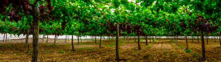 A table grape crop maturing in the Vinalopo Valley, just outside Monforte del Cid in Alicante, Spainの写真素材