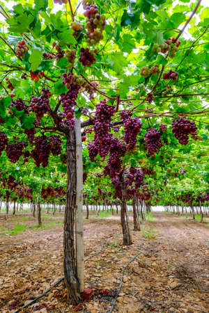 A table grape crop maturing in the Vinalopo Valley, just outside Monforte del Cid in Alicante, Spain