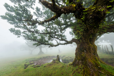 The forest of Fanal shrouded in mistの写真素材