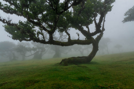 The forest of Fanal shrouded in mist
