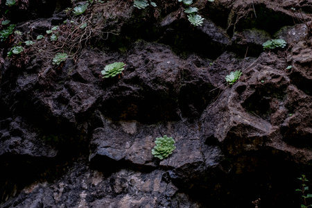 Rock flora in a Madeira levadaの写真素材