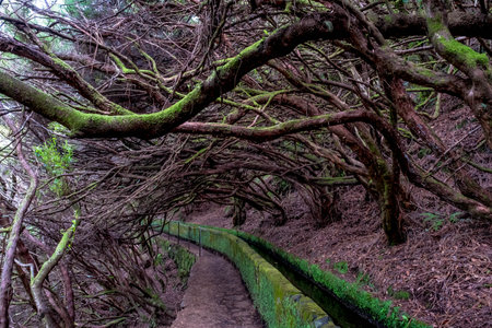Washing of the 25 sources near Paul de la Serra in Madeiraの写真素材