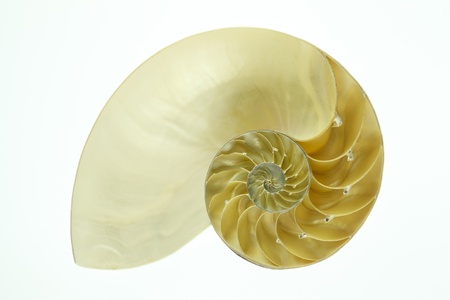 Half Nautilus の写真素材