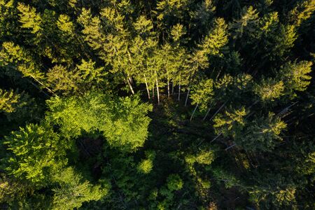 Pine tree forest bird view from above. Forstenrieder Park in Munich seen with aerial drone view.