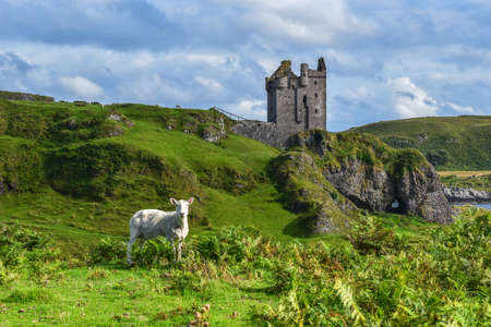 Sheep in front of a Castle in the scottish coast. Cliffs of the highlands by the seaのeditorial素材