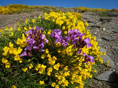 Yellow and Purple flowers over a Hill, in Mount Chullo. Ragua Port. Sierra Nevada. Spain の写真素材