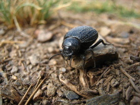 Black beatle on a little stone, in Sierra Nevada. Spain の写真素材