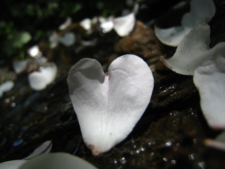 White Petals with Heart Shape, smooth の写真素材