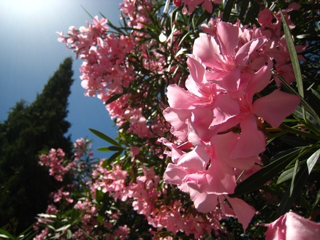 Pink Flowers over blue sky, sunbeam and cypress. Lanjaron. Sierra Nevada, Spain の写真素材