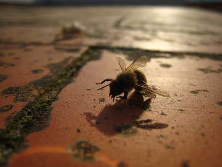 Bee dying on a red terracotta roof, sun is behind, backlight の写真素材