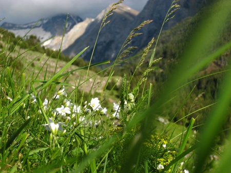 Small White flowers in the middle of the grass, in the mountains の写真素材