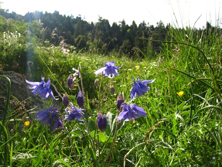 Purple flowers in the middle of bright grass の写真素材