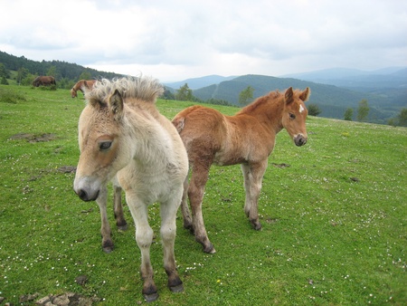 Two Little horses posing to camera in a meadow の写真素材