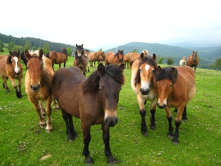 Lot of horses horses posing to camera in a meadow の写真素材