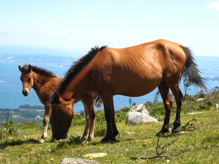 Young horse looking at an adult horse grazing on a hill close to the sea の写真素材