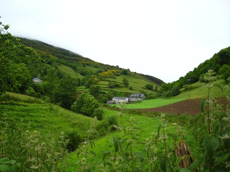 Green valley with plants on foreground の写真素材