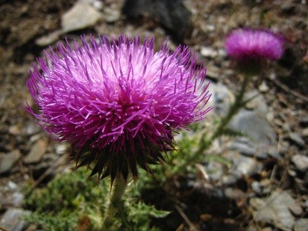 Two Pink flowers in a stone desertの写真素材
