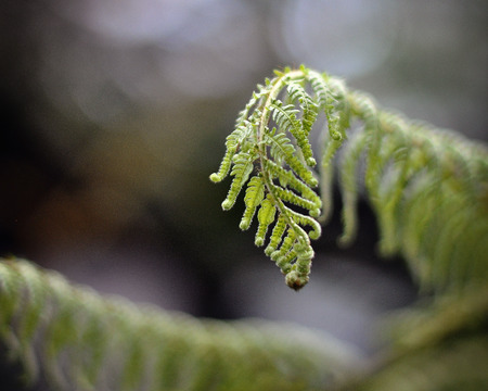 Fernの写真素材