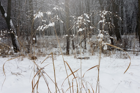 Winter walkの写真素材