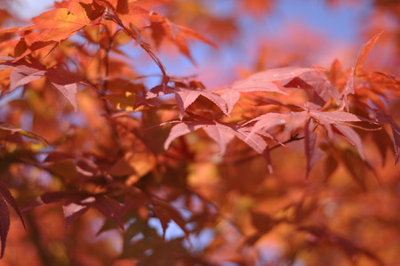 Fall leavesの写真素材