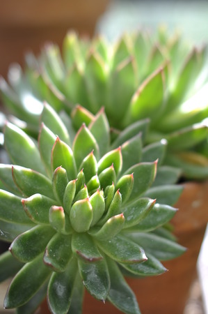 Succulentsの写真素材