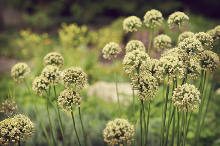 Flowersの写真素材
