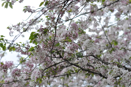Spring blossomsの写真素材