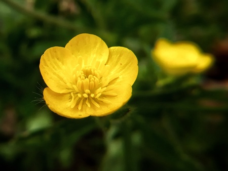 Buttercup (gold buttons)の写真素材