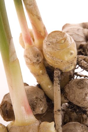 fresh ginger root. plant isolated on the white background