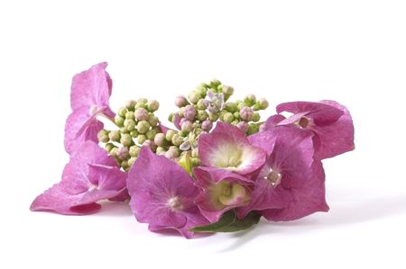 purple hydrangea