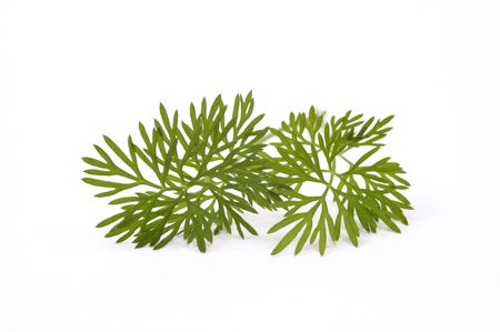 green dill. macroの写真素材