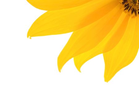 yellow flower 