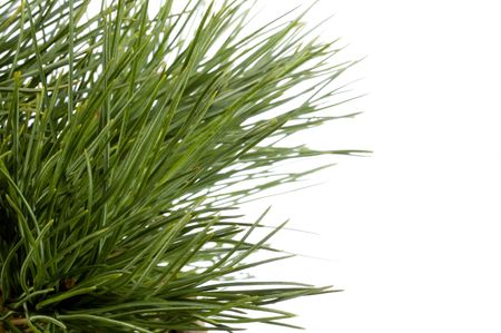 Isolated pine branch